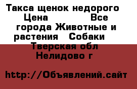 Такса щенок недорого › Цена ­ 15 000 - Все города Животные и растения » Собаки   . Тверская обл.,Нелидово г.